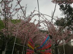 -秀丽东方