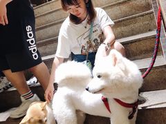 -more than meow吴止猫主题餐厅(承德 中船汇店)