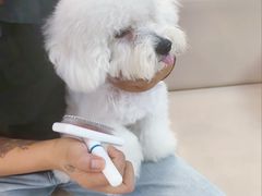 -翊宠yipet猫狗购宠庄园犬舍•猫舍