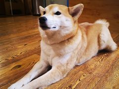 -柴务处·柴犬主题狗咖