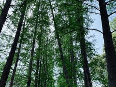 -上海滨江森林公园