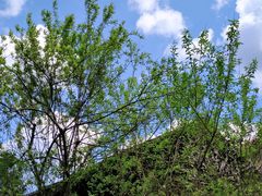 -芙蓉镇景区