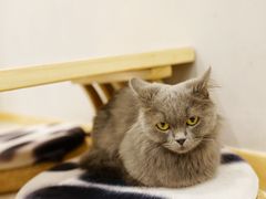 -飞行喵MR PILOT|猫舍·猫咖(静安大融城店)
