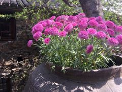 -桑洲油菜花景区