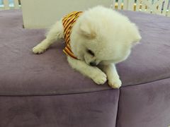 -怪兽屋·羊驼·猫咖·狗咖(俊华广场店)