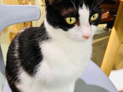 -豆逗聊愈猫阁Easy Life
