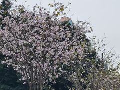 -洲头咀公园