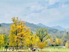 -千年银杏谷文化旅游区