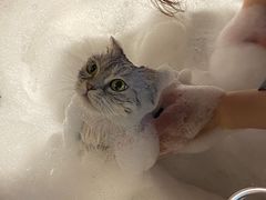 -PETKIT小佩宠物·低压洗护(国顺东路店)