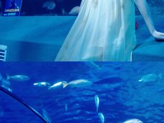 -太平洋海底世界