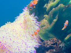 -海合安武汉极地海洋公园