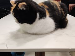 -安格丽娜·狗咖·猫咖羊驼咖(春熙路百盛商场店)