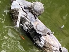 -华林禅寺
