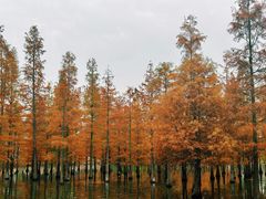 -白鹭湾湿地公园