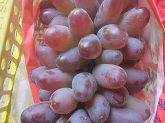 -马陆小张葡萄园农家乐