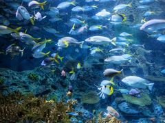 -上海海洋水族馆