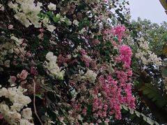 -深圳国际园林花卉博览园