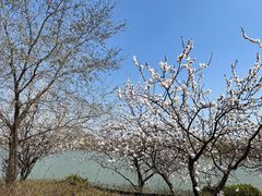 -塘沽森林公园