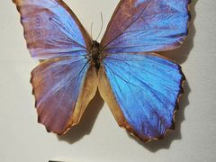 -上海昆虫博物馆