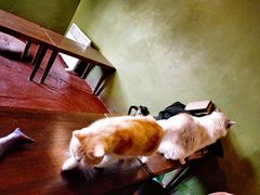 -猫猫幼稚园·撸猫·桌游·电玩