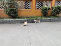 -高旻寺