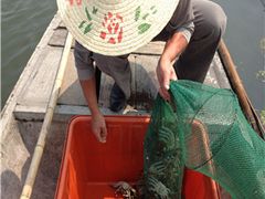 -阳澄湖大闸蟹·琼灵阁牌品牌连锁(吴中总店)