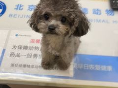 -北京派仕佳德动物医院·超导核磁·CT·神经科·骨科·内外科·急重症管理中心