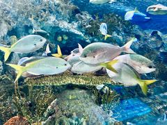 -上海海洋水族馆