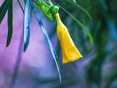 -维乐口腔医院(星海湾分院)
