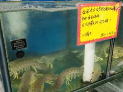 水产区-蚝专家(北滘店)