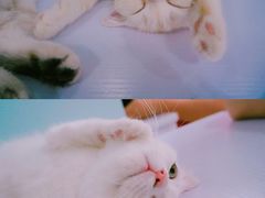 -喵的天空名猫咖啡馆·撸猫·猫舍·用品