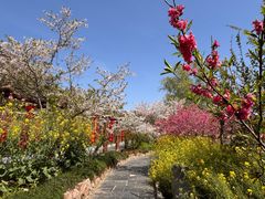 -南汇桃花村