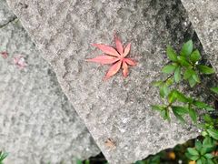 -中国茶叶博物馆(双峰馆区)