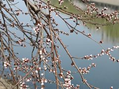 -桃花堤公园
