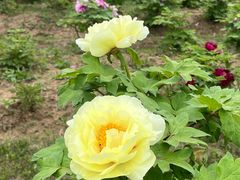 -合肥三国新城遗址公园