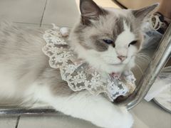 -怪兽屋·羊驼·猫咖·狗咖(俊华广场店)