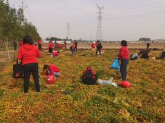 -解家河南菜(商鼎路店)