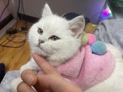 -喵zoo家庭繁育猫舍(尖东智能花园店)
