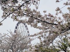-顾村公园