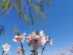 -大兴滨河森林公园