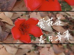 -喜洲吧·江畔老船厂·庭院餐厅(喜临院店)
