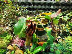 -国家植物园南园