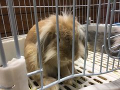 -龟与熊猫宠物公园(南坪店)