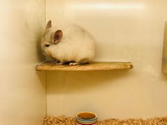 -龙猫仔乐园(惠福东路店)