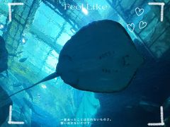 -乐从天佑城海洋馆