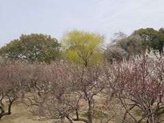 -司徒庙