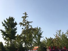 -大兴滨河森林公园