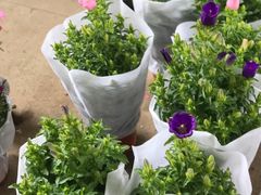 -双季花艺园艺市场(浦东店)