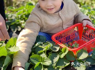 特色推荐: 牛奶草莓 地理位置: 地图搜:丰香草莓