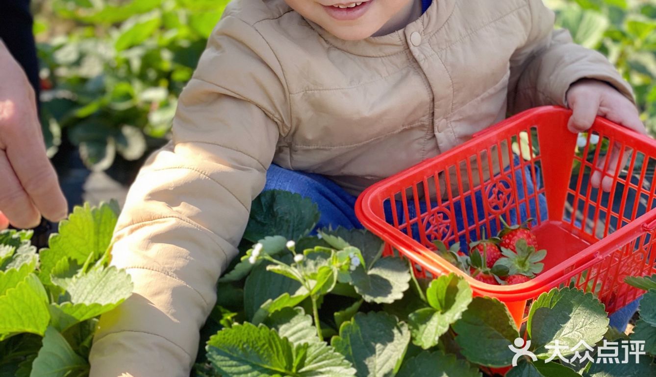 草莓季🍓遛娃圣地🍓